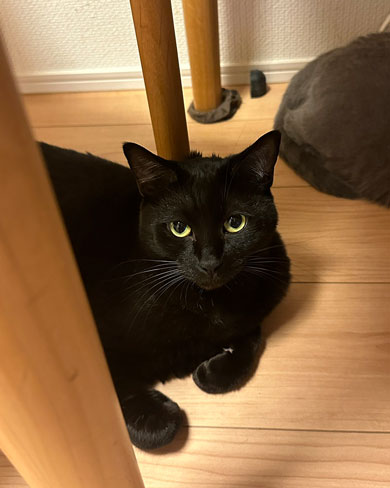 グルーミングされた黒猫