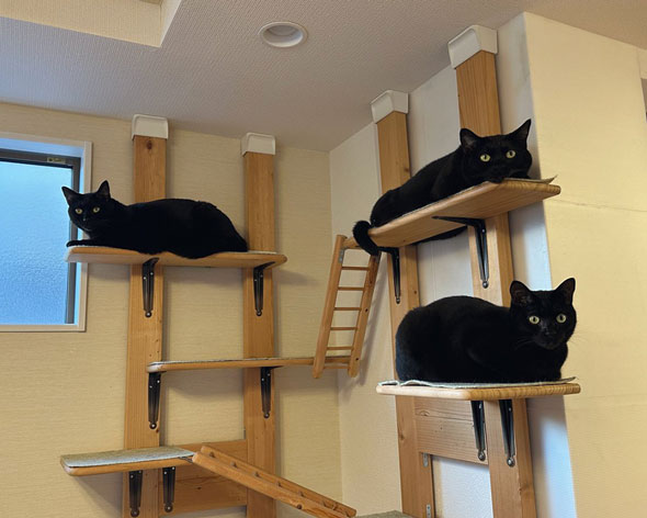 3匹の黒猫