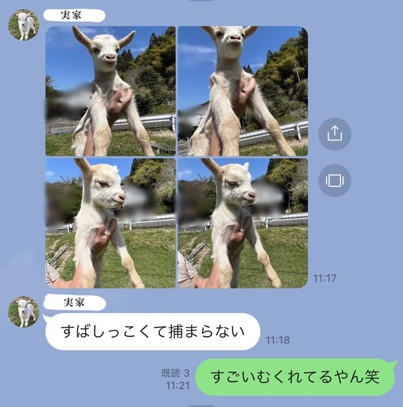 むくれ顔の子ヤギ