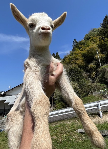 むくれ顔の子ヤギ