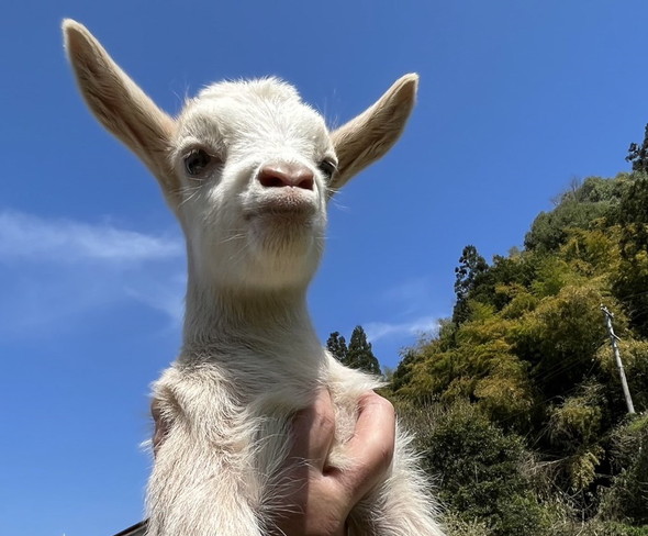 むくれ顔の子ヤギ