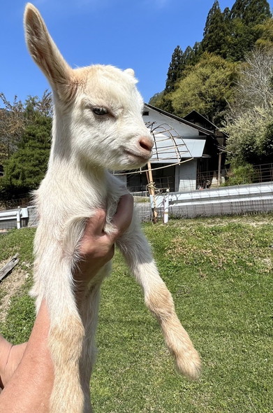 むくれ顔の子ヤギ