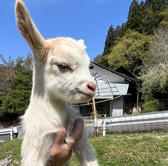 むくれ顔の子ヤギ