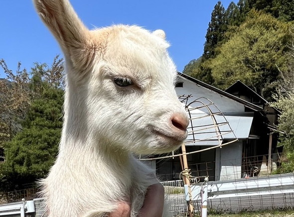 むくれ顔の子ヤギ
