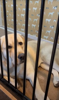 お留守番前と帰宅直後のワンコ