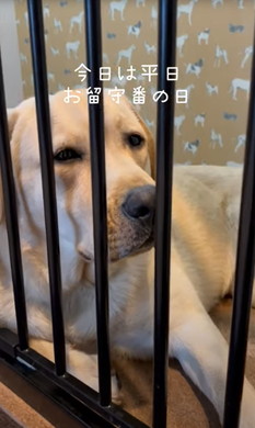 お留守番前と帰宅直後のワンコ