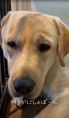 お留守番前と帰宅直後のワンコ