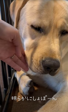 お留守番前と帰宅直後のワンコ