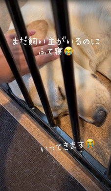 お留守番前と帰宅直後のワンコ