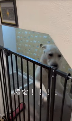 お留守番前と帰宅直後のワンコ