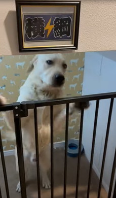 お留守番前と帰宅直後のワンコ