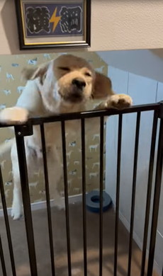 お留守番前と帰宅直後のワンコ