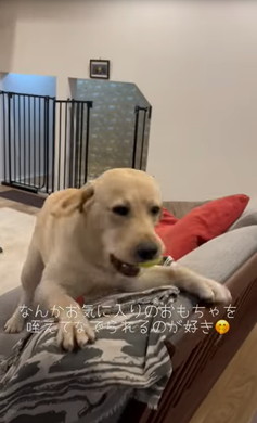 遊びつかれた子猫を寝かしつけ