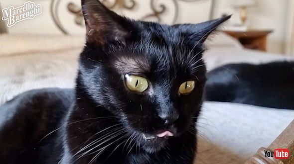 モデルになった猫