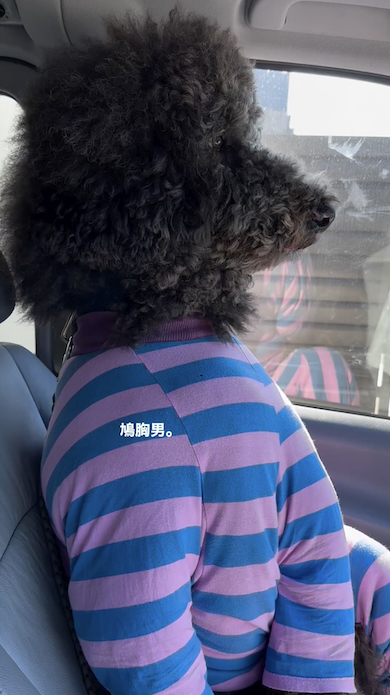 助手席のスタンダードプードル