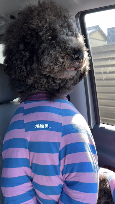 助手席のスタンダードプードル