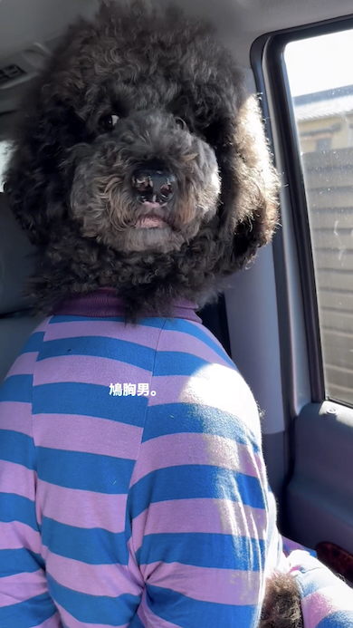 助手席のスタンダードプードル