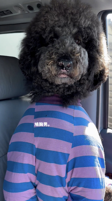 助手席のスタンダードプードル