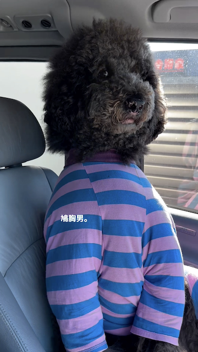 助手席のスタンダードプードル