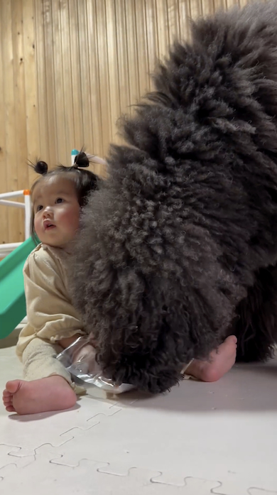 あおたんくんと人間の妹