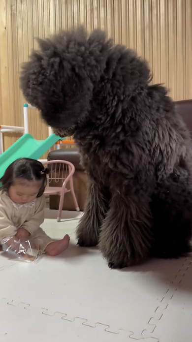 あおたんくんと人間の妹