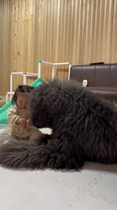 あおたんくんと人間の妹