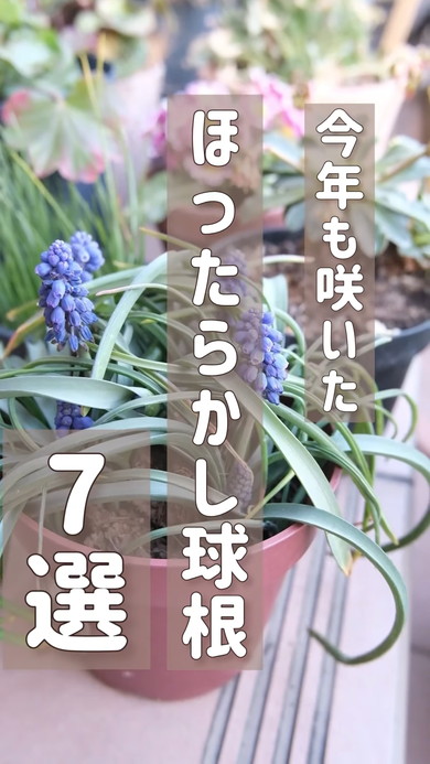 ガーデニング