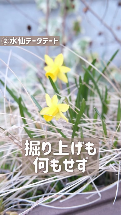 ほったらかしでも楽しめる球根の紹介