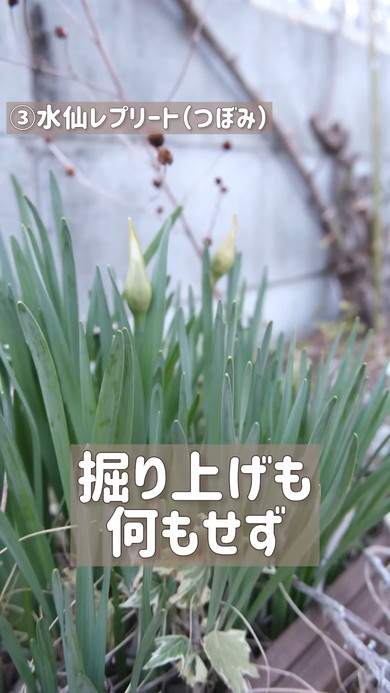 ほったらかしでも楽しめる球根の紹介