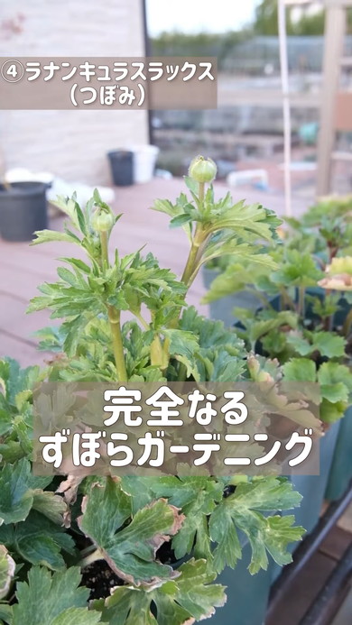 ほったらかしでも楽しめる球根の紹介