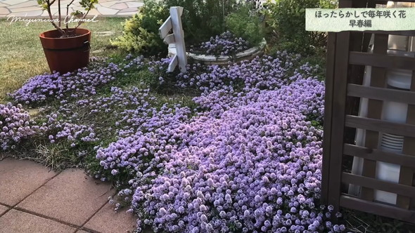 ほったらかしでも毎年咲く植物の紹介