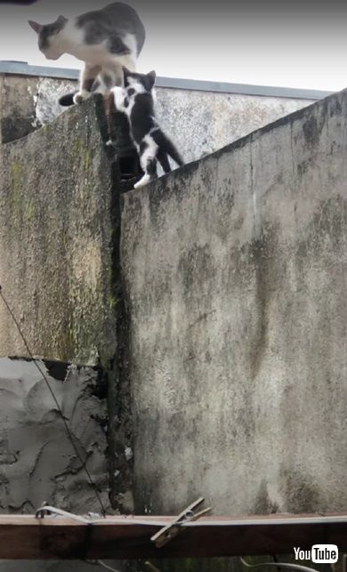 塀をのぼる猫親子