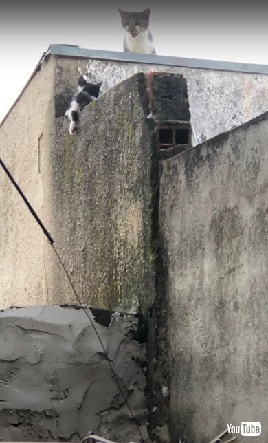 塀をのぼる猫親子