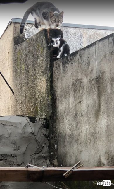 塀をのぼる猫親子