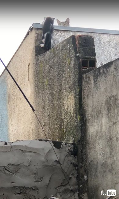 塀をのぼる猫親子