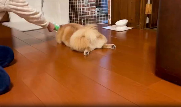 ポメラニアン