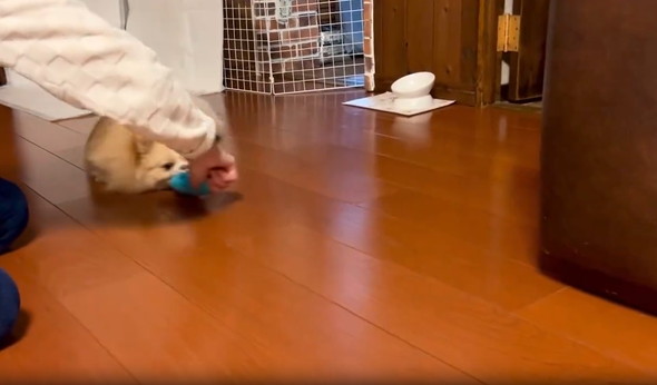 床を磨き上げるポメラニアン