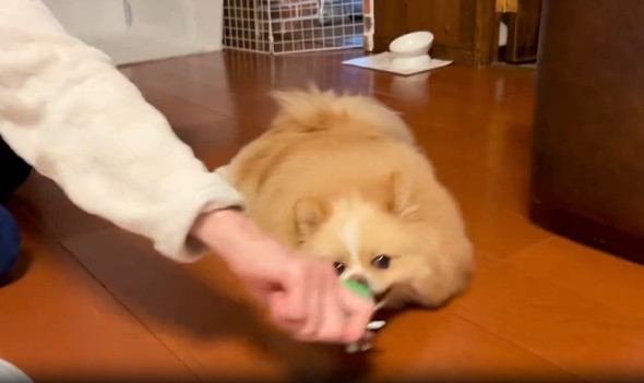 床を磨き上げるポメラニアン