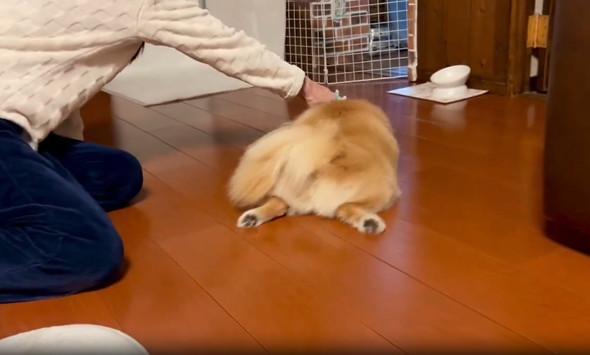 床を磨き上げるポメラニアン