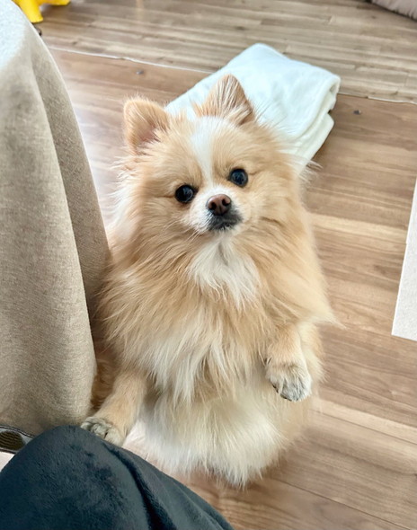 飼い主の足に前足添えるポメラニアン