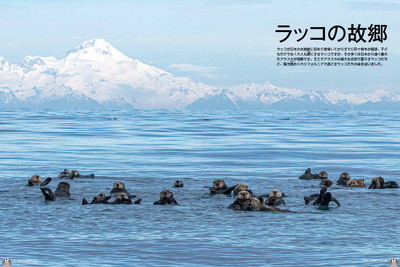 ラッコの故郷