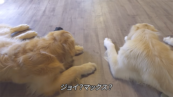 ジョイ？マックス？