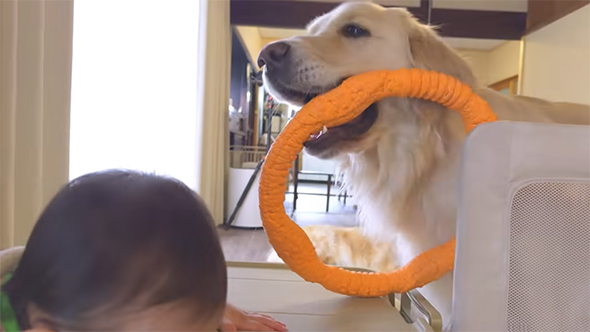 オレンジの輪っかとワンコ