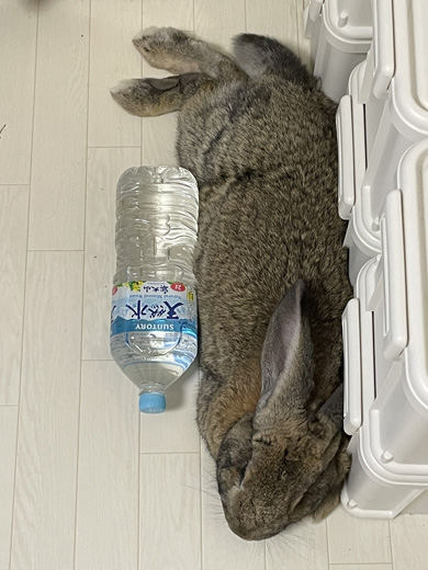 ペットボトルとウサギさん