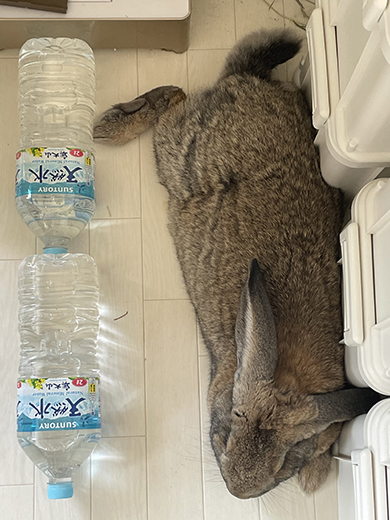 ペットボトル2本とウサギさん