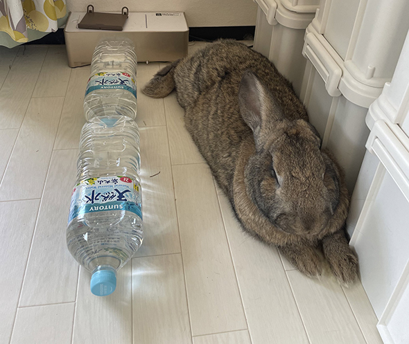 ペットボトル2本とウサギさん斜めから
