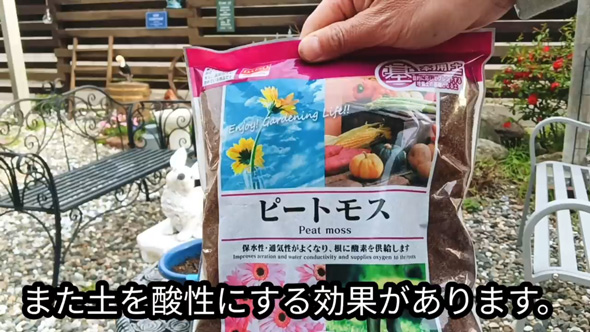 雑草対策 簡単 ドクダミ 生えなくする 方法 駆除 除去