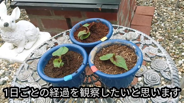 雑草対策 簡単 ドクダミ 生えなくする 方法 駆除 除去