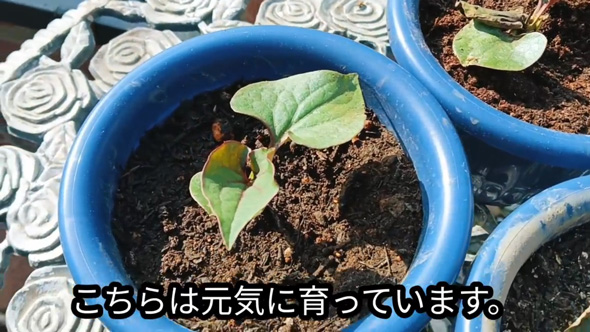 雑草対策 簡単 ドクダミ 生えなくする 方法 駆除 除去