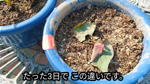 雑草対策 簡単 ドクダミ 生えなくする 方法 駆除 除去